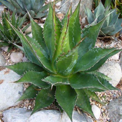 Agave des montagnes - Leaderplant