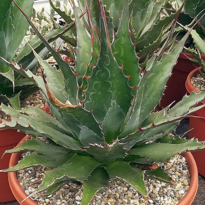 Agave des montagnes - Leaderplant