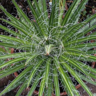 Agave Multifilifera - Leaderplant