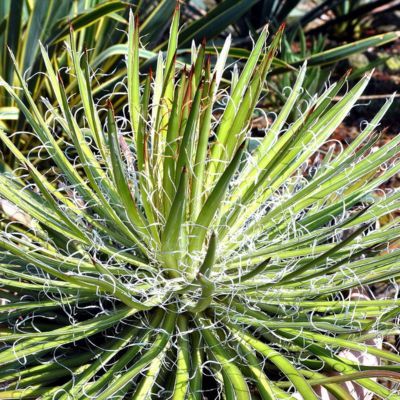 Agave Multifilifera - Leaderplant