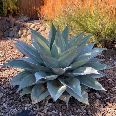 Agave Vanzie - Leaderplant