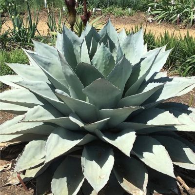 Agave Vanzie - Leaderplant