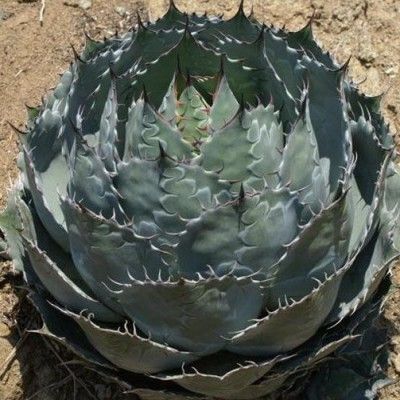 Agave à tête de chou - Leaderplant