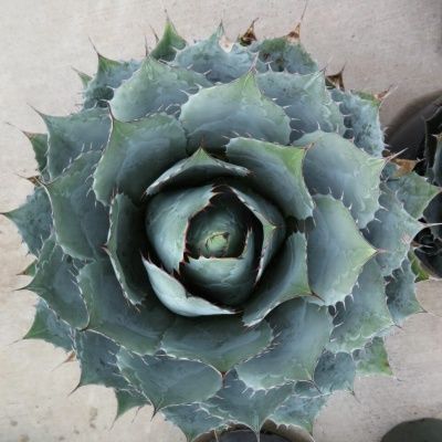 Agave à tête de chou - Leaderplant