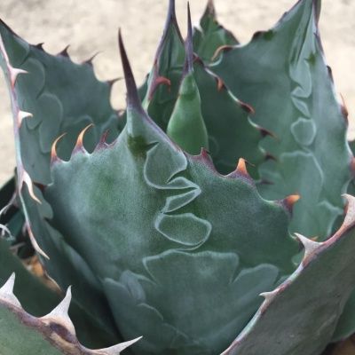 Agave à tête de chou - Leaderplant