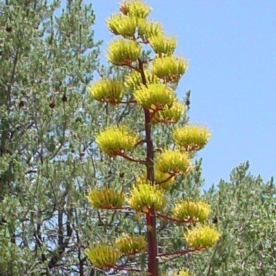 Agave de Parry - Leaderplant