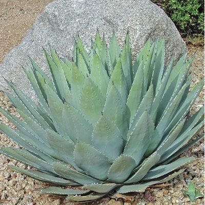 Agave de Parry - Leaderplant