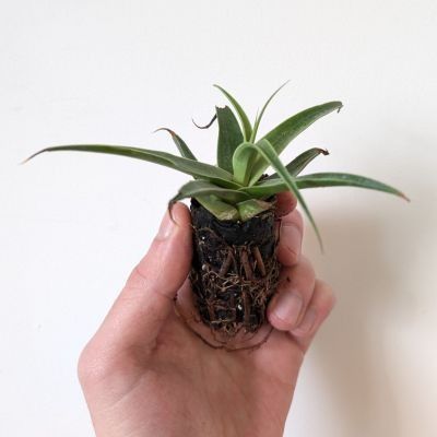 Agave Pieuvre en mini-motte  - Leaderplant