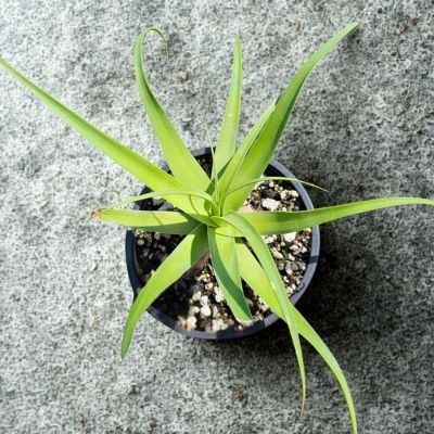 Agave Pieuvre en mini-motte  - Leaderplant