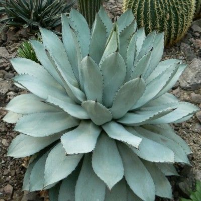 Agave Potatorum - Leaderplant