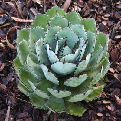 Agave Potatorum - Leaderplant