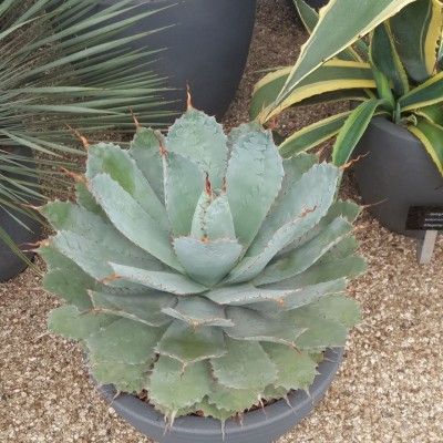 Agave Potatorum - Leaderplant