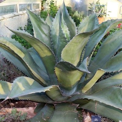 Agave Salmiana ferox - Leaderplant