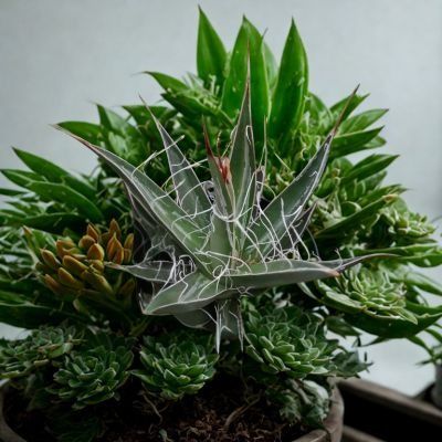 Agave Schidigera en mini motte - Leaderplant
