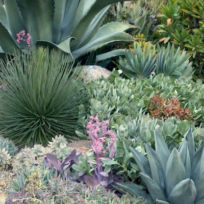 Agave Schidigera - Leaderplant