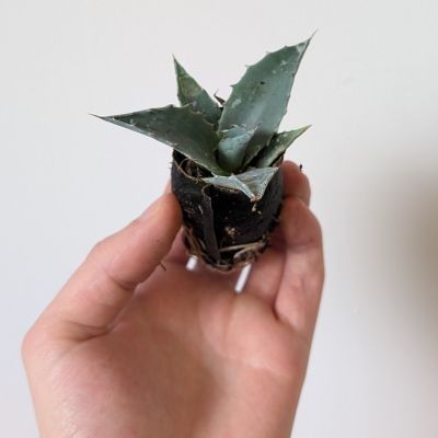 Agave à tête de chou en mini-motte - Leaderplant