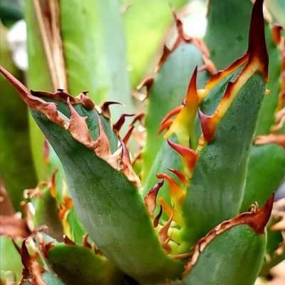 Agave Catweazle Red - Leaderplant