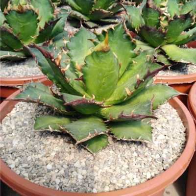 Agave Catweazle Red - Leaderplant