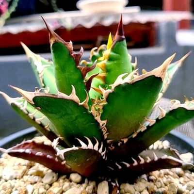 Agave Catweazle Red - Leaderplant