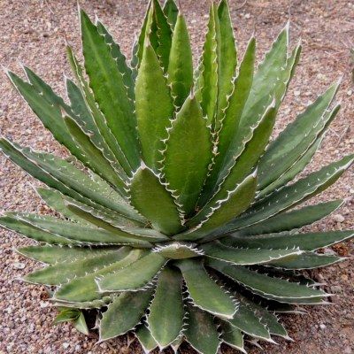 Agave Lophanta - Leaderplant