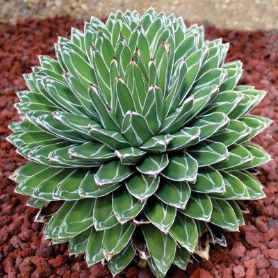 Agave 'Reine Victoria' - Leaderplant