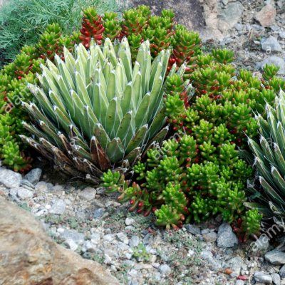 Agave 'Reine Victoria' - Leaderplant
