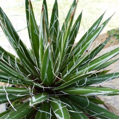 Agave White Stripe - Leaderplant