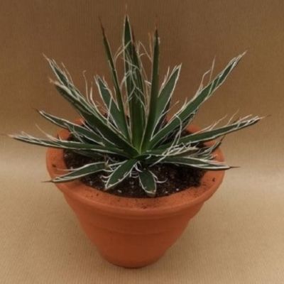 Agave White Stripe - Leaderplant