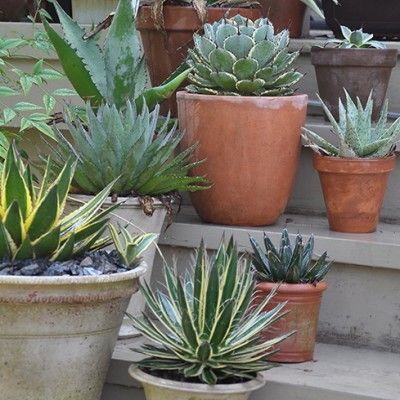 Agave White Stripe - Leaderplant