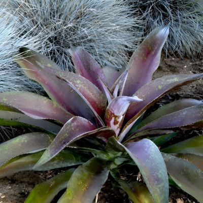 Mangave Purple Passion  en mini-motte  - Leaderplant