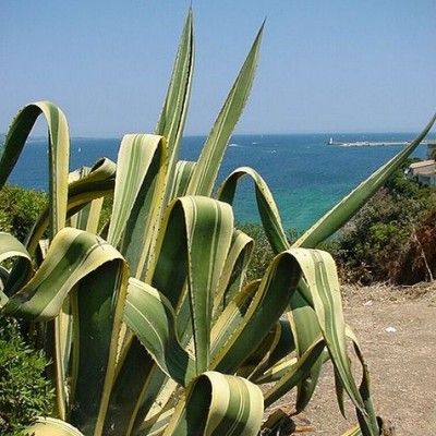 Agave américaine panachée - Leaderplant