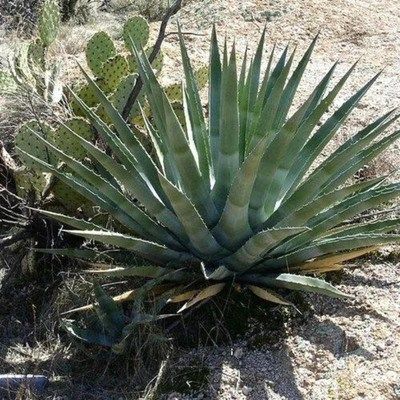Agave Chrysantha - Leaderplant