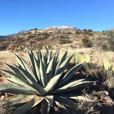 Agave Chrysantha - Leaderplant