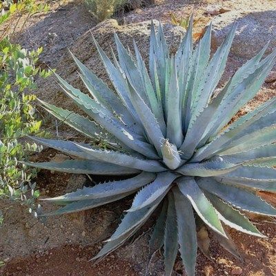 Agave Chrysantha - Leaderplant