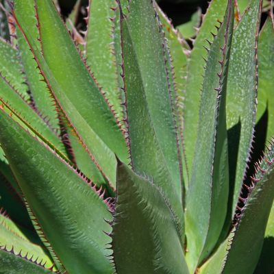 Agave gentryi - Leaderplant