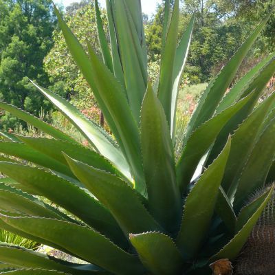 Agave gentryi - Leaderplant