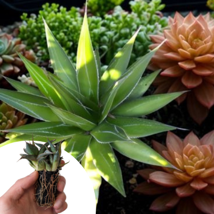 Agave Impressive en mini-motte - Leaderplant