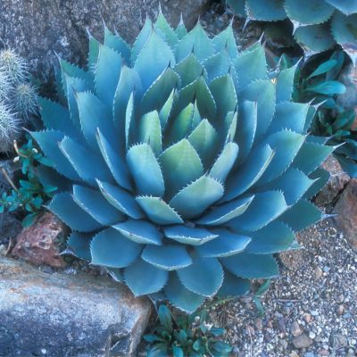 Agave artichaut - Leaderplant