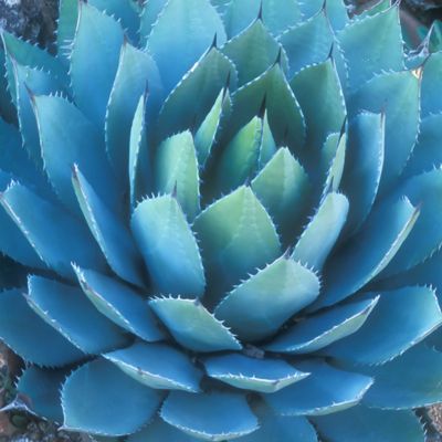 Agave artichaut - Leaderplant