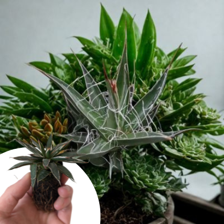 Agave Schidigera en mini motte - Leaderplant