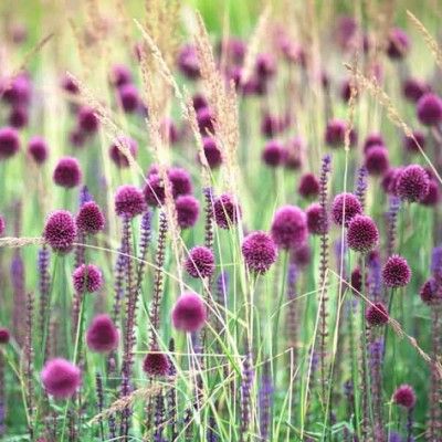 Ail d’ornement à tête ronde - Leaderplant