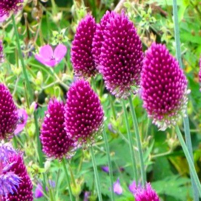 Ail d’ornement à tête ronde - Leaderplant