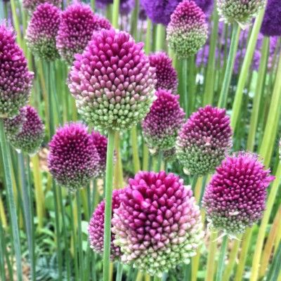 Ail d’ornement à tête ronde - Leaderplant