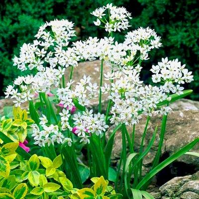 Ail d’ornement à fleurs blanches / Ail de Naples - Leaderplant