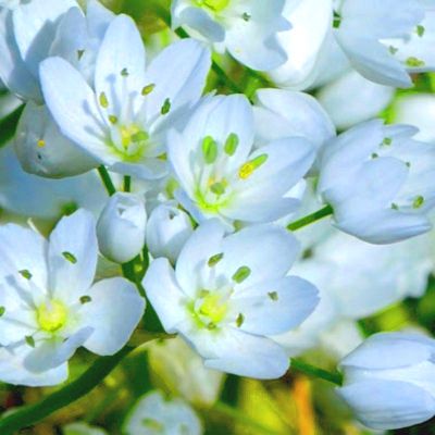 Ail d'ornement à fleurs blanches / Ail de Naples - Vente en ligne de plants  de Ail d'ornement à fleurs blanches / Ail de Naples pas cher | Leaderplant