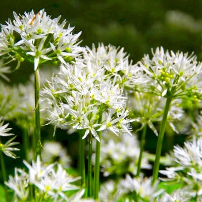 Ail des Ours - Leaderplant