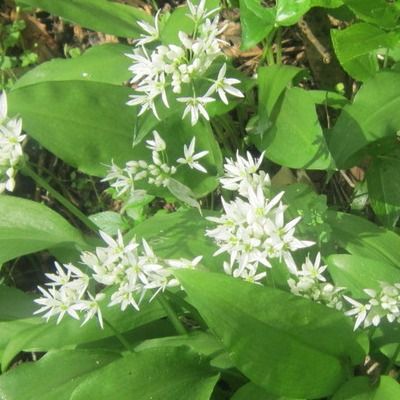 Ail des Ours - Leaderplant