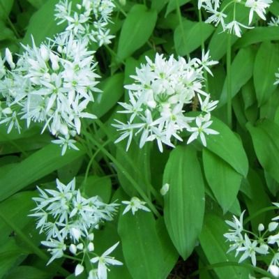 Ail des Ours - Leaderplant