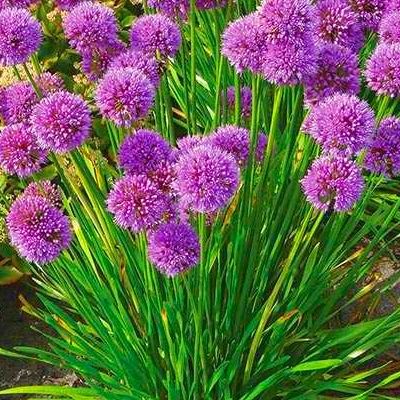 Ail Millenium (ornemental et comestible) - Leaderplant