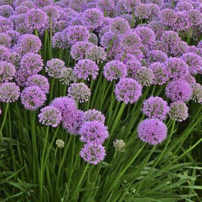 Ail Millenium (ornemental et comestible) - Leaderplant